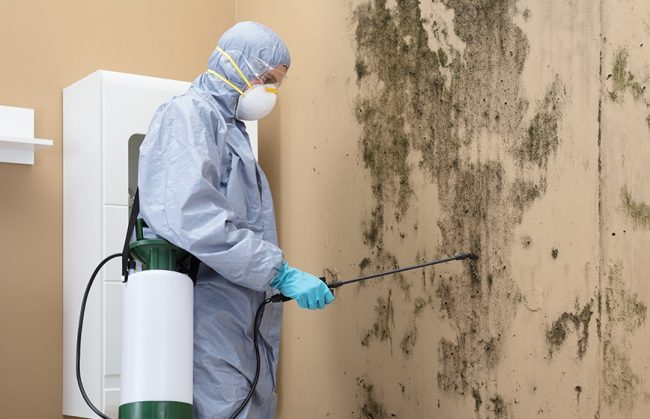 Mold Remediation Fort Collins, Co